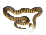Load image into Gallery viewer, Proven Breeder Female Woma Python