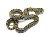Load image into Gallery viewer, Proven breeder Female Mandarin Rat Snake