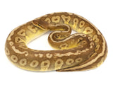 Load image into Gallery viewer, Subadult Female Hidden Gene Woma Mojave Yellowbelly &quot;Plus&quot; Ball Python