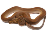 Load image into Gallery viewer, SALE 2022 Male Golden Child Orange Ghost Stripe Reticulated Python