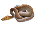 Load image into Gallery viewer, SALE 2022 Male Golden Child Orange Ghost Stripe Reticulated Python