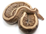Load image into Gallery viewer, SALE! 2016 Breeder Female Hidden Gene Woma Enchi Lucifer + Ball Python