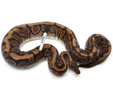 Load image into Gallery viewer, SALE! 2016 Breeder Female Hidden Gene Woma Yellowbelly Fader Ball Python