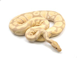 Load image into Gallery viewer, SALE! 2017 Breeder Male Toffino Ball Python