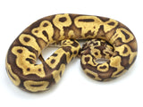 Load image into Gallery viewer, SALE! Male Pastel Enchi Leopard Yellowbelly Fader EMG Ball Python