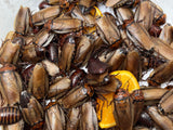 Load image into Gallery viewer, STARTER COLONY (30+)- Orange Head Cockroach