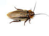 Load image into Gallery viewer, STARTER COLONY (30+)- Orange Head Cockroach