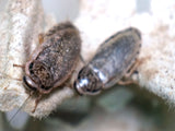 Load image into Gallery viewer, STARTER COLONY (65+)- Speckled Roaches