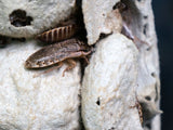 Load image into Gallery viewer, STARTER COLONY (65+)- Speckled Roaches