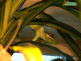 Load image into Gallery viewer, Sexed Pair Of Cuban Knight Anoles