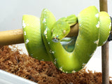 Load image into Gallery viewer, Subadult Male Aru Island Green Tree Python