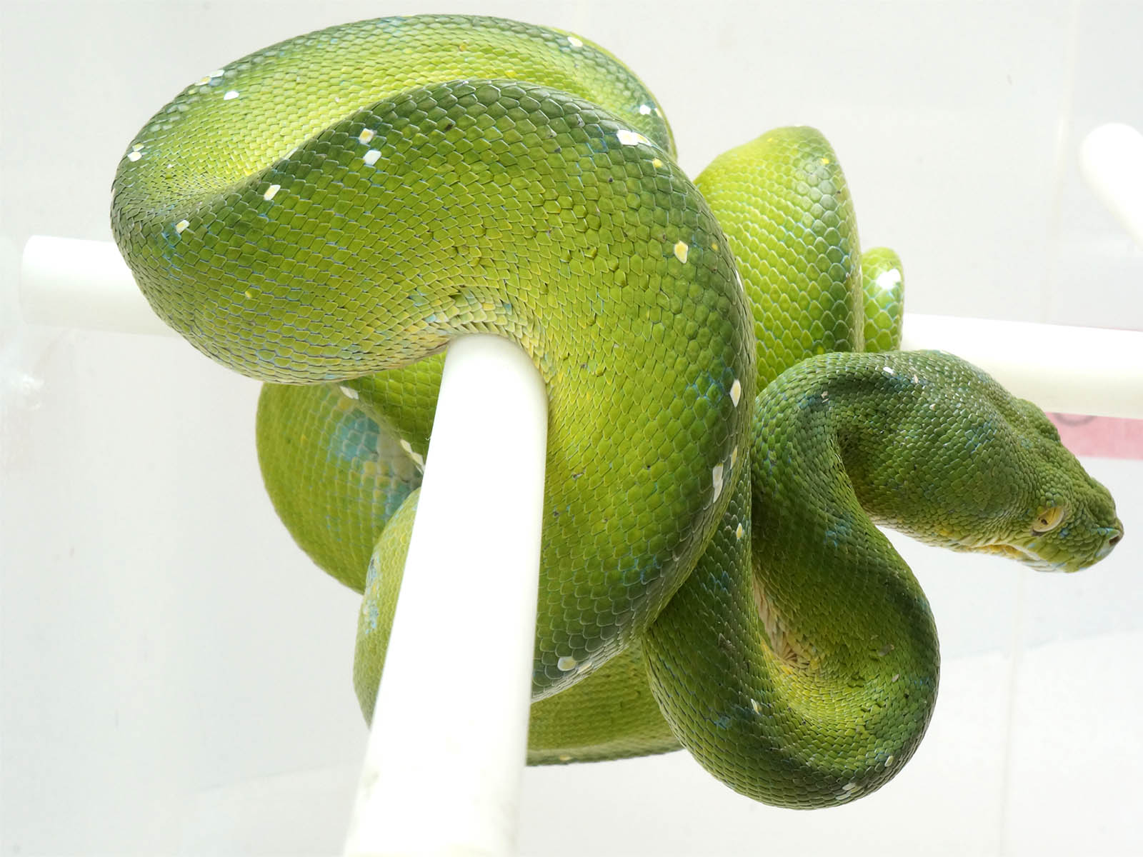 White Green Tree Python
