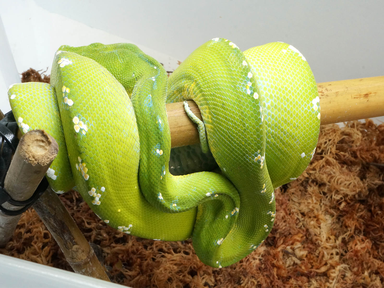 Subadult Male Aru Island Green Tree Python – New England Reptile - NERD