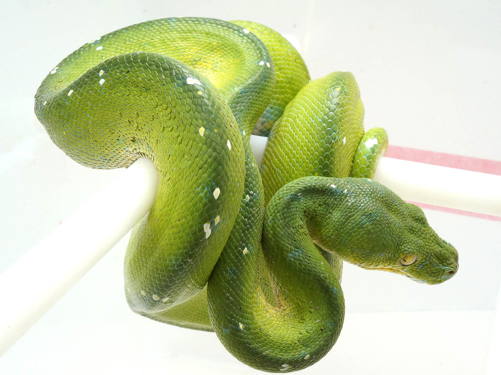 White Green Tree Python
