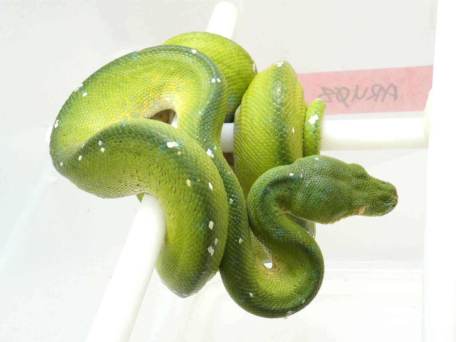 White Green Tree Python