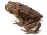 Load image into Gallery viewer, Suriname Locality Giant Marine Toad