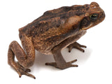 Load image into Gallery viewer, Suriname Locality Giant Marine Toad