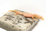 Load image into Gallery viewer, 2023 Hatchling T-Negative Albino Asian Water Monitors