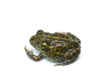 Load image into Gallery viewer, Unsexed Pixie Giant African Bull Frog