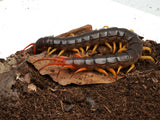 Load image into Gallery viewer, Vietnamese Centipede