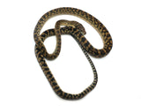 Load image into Gallery viewer, Well Established Long Term Captive Male Jayapura Scrub Python