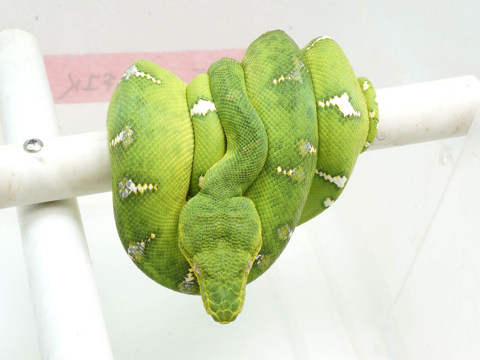 Emerald Tree Python