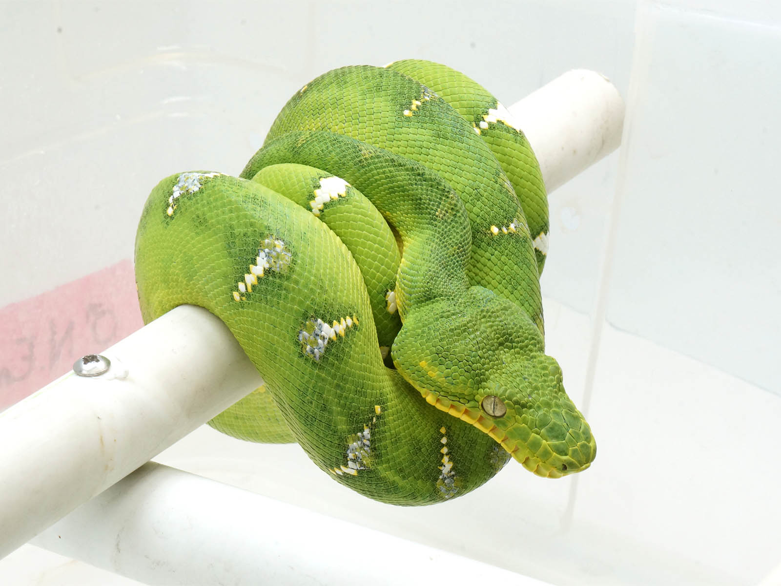 Emerald Tree Python