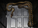 Load image into Gallery viewer, Well Female Established Long Term Captive Wamena Scrub Python