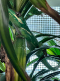 Load image into Gallery viewer, Cuban Knight Anoles