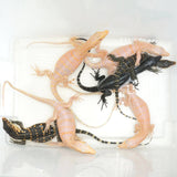 Load image into Gallery viewer, 2023 (5th Gen) Socialized Het. T-Negative Albino Asian Water Monitors